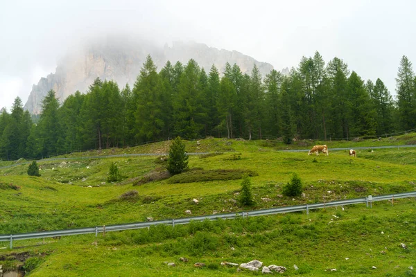 意大利韦尼托Belluno省Dolomites通往Giau Pass公路沿线的夏季山区景观 — 图库照片