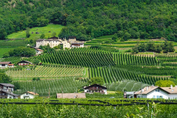 意大利Trentino Alto Adige Bolzano省Venosta山谷和Adige河自行车道沿线的夏季景观 — 图库照片