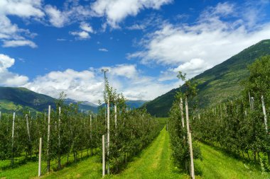 İtalya 'nın Trentino Alto Adige eyaletindeki Venosta vadisi ve Adige nehri boyunca uzanan yaz manzarası. Elmalar