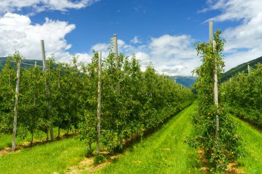 İtalya 'nın Trentino Alto Adige eyaletindeki Venosta vadisi ve Adige nehri boyunca uzanan yaz manzarası. Elmalar