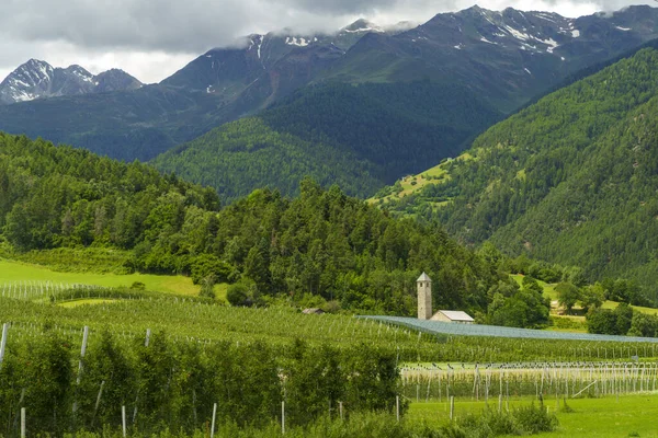 Paisaje Verano Largo Calzada Del Valle Venosta Río Adigio Provincia — Foto de Stock