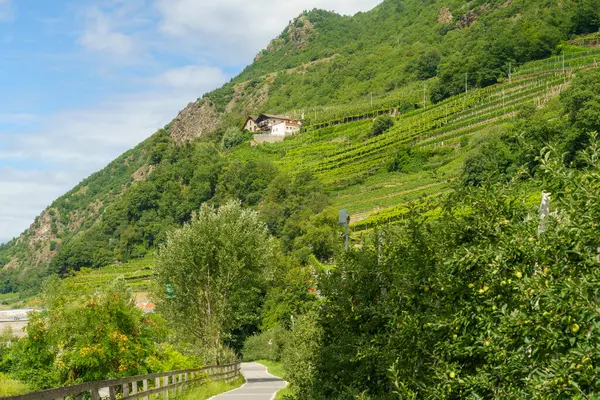 イタリアのトレンティーノ アルト アディジェ州ボルツァーノ県のヴェノスタ渓谷とアディジェ川の自転車道に沿った夏の風景 — ストック写真