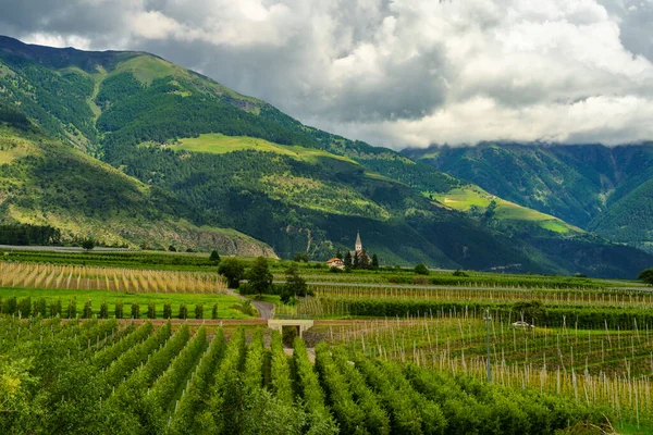 Paisaje Verano Largo Calzada Del Valle Venosta Río Adigio Provincia — Foto de Stock