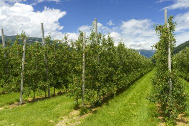 İtalya 'nın Trentino Alto Adige eyaletindeki Venosta vadisi ve Adige nehri boyunca uzanan yaz manzarası. Elmalar