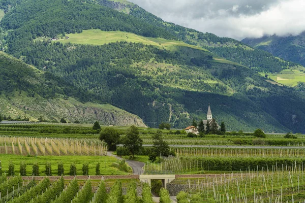 Letní Krajina Podél Cyklostezky Údolí Venosta Řeky Adige Provincii Bolzano — Stock fotografie