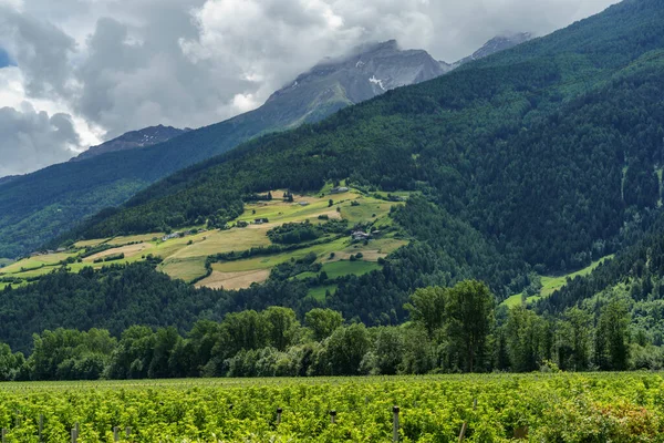 意大利Trentino Alto Adige Bolzano省Venosta山谷和Adige河自行车道沿线的夏季景观 — 图库照片