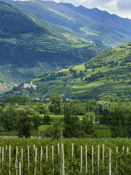 イタリアのトレンティーノ アルト アディジェ州ボルツァーノ県のヴェノスタ渓谷とアディジェ川の自転車道に沿った夏の風景 — ストック写真