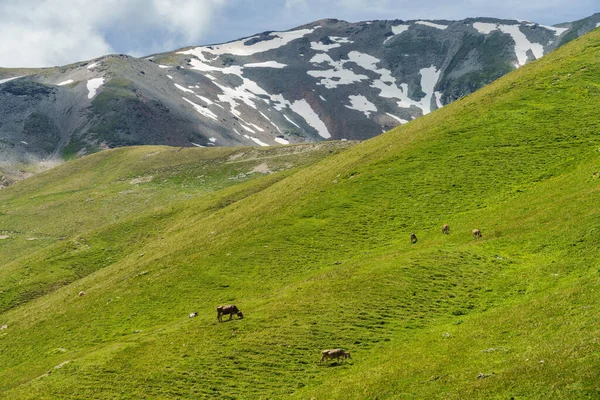 Stelvio Geçidi Boyunca Uzanan Dağ Manzarası Sondrio Ili Lombardy Talya — Stok fotoğraf