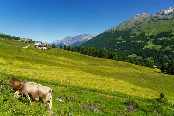 Passo Gavia Sondrio Ili Lombardy Talya Yaz Aylarında Dağ Geçidi — Stok fotoğraf