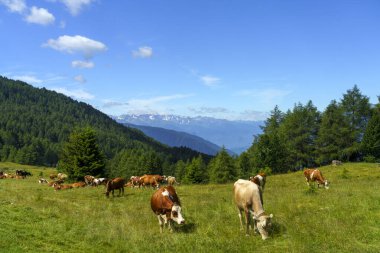İtalya 'nın Lombardy bölgesindeki Brescia eyaletindeki Mortirolo geçidi boyunca yaz aylarında dağ manzarası. Otlaklar