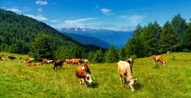 İtalya 'nın Lombardy bölgesindeki Brescia eyaletindeki Mortirolo geçidi boyunca yaz aylarında dağ manzarası. Otlaklar