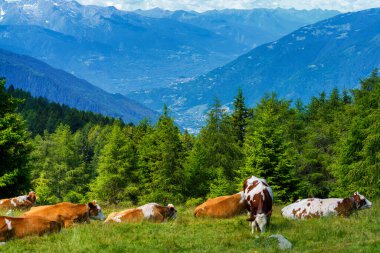 İtalya 'nın Lombardy bölgesindeki Brescia eyaletindeki Mortirolo geçidi boyunca yaz aylarında dağ manzarası. Otlaklar