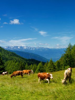 İtalya 'nın Lombardy bölgesindeki Brescia eyaletindeki Mortirolo geçidi boyunca yaz aylarında dağ manzarası. Otlaklar