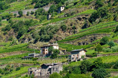 Sentiero della Valtellina, Sondrio ili, Lombardy, İtalya: bisiklet yolundan görünen üzüm bağları olan kırsal bölge