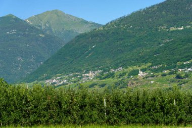 Sentiero della Valtellina, Sondrio ili, Lombardy, İtalya: bisiklet yolundan görünen üzüm bağları olan kırsal bölge