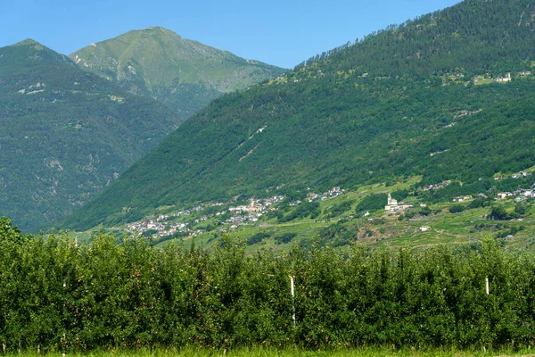 Sentiero della Valtellina, Sondrio ili, Lombardy, İtalya: bisiklet yolundan görünen üzüm bağları olan kırsal bölge