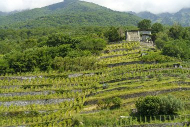 Traona, Sondrio ili, Lombardy, İtalya: Yazın Valtellina üzüm bağları