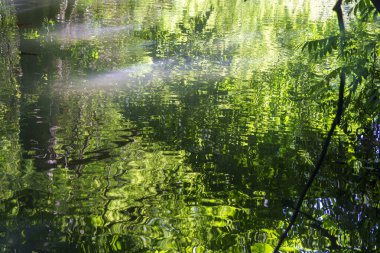 Milan, Lombardy, İtalya: Parco Sempione olarak bilinen parkta yaz mevsiminde gölet. Yeşil yansımalar