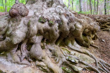Varese, Lombardy, İtalya: Eylül ayında Campo dei Fiori Ormanı