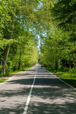 Monza, Brianza, Lombardy, İtalya: Baharda parktaki yol (Mayıs))