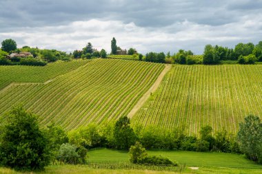 Oltrepo Pavese, Lombardy, İtalya 'daki üzüm bağları. Casteggio yakınlarındaki ilkbaharda kırsal alan