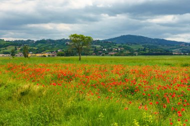Ticino ve Po nehirleri arasında ilkbaharda Pavia, Lombardy, İtalya 'da kırsal alan. Gelincikler