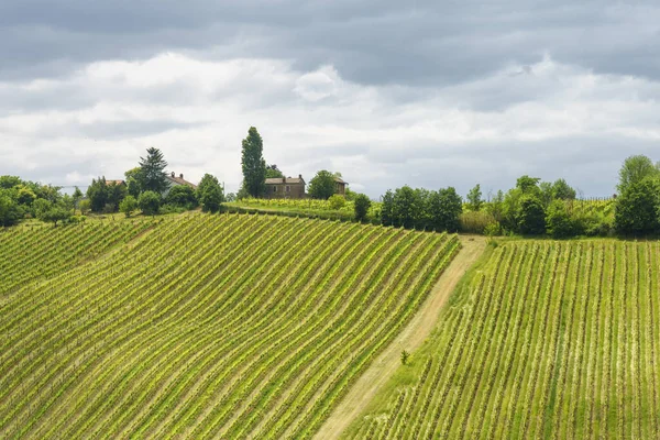 Viñedos Oltrepo Pavese Lombardía Italia Paisaje Rural Primavera Cerca Casteggio —  Fotos de Stock