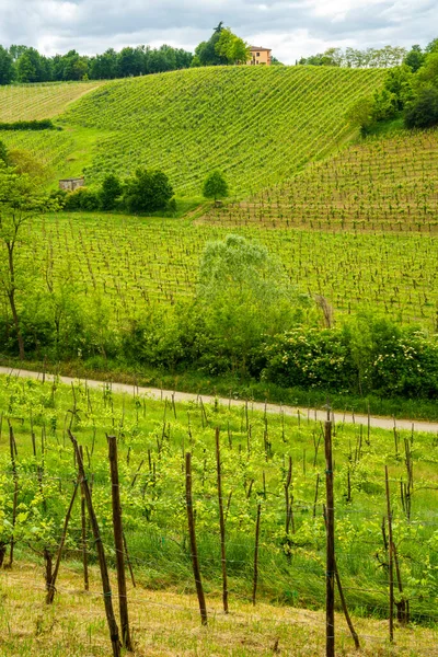 Wijngaarden Oltrepo Pavese Lombardije Italië Landelijk Landschap Lente — Stockfoto