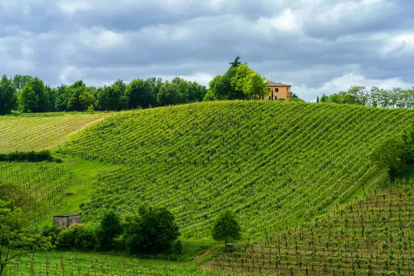 Weinberge Oltrepo Pavese Lombardei Italien Ländliche Landschaft Frühling Der Nähe — Stockfoto