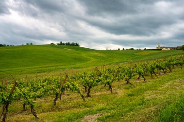 Oltrepo Pavese, Lombardy, İtalya 'daki üzüm bağları. Casteggio yakınlarındaki ilkbaharda kırsal alan