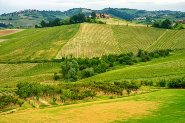Oltrepo Pavese, Lombardy, İtalya 'daki üzüm bağları. Casteggio yakınlarındaki ilkbaharda kırsal alan