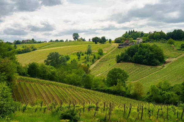 Winnice Oltrepo Pavese Lombardia Włochy Krajobraz Wiejski Wiosną Pobliżu Casteggio — Zdjęcie stockowe