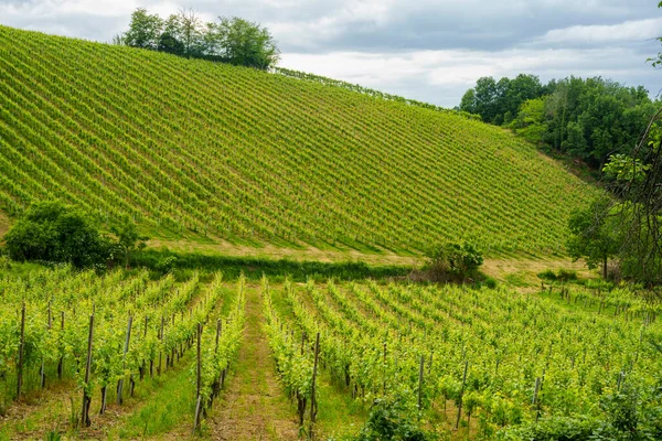 Weinberge Oltrepo Pavese Lombardei Italien Ländliche Landschaft Frühling Der Nähe — Stockfoto