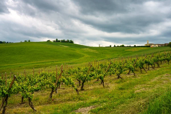 Oltrepo Pavese, Lombardy, İtalya 'daki üzüm bağları. Casteggio yakınlarındaki ilkbaharda kırsal alan