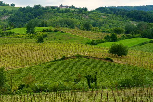 Vignobles Oltrepo Pavese Lombardie Italie Paysage Rural Printemps Près Borgo — Photo