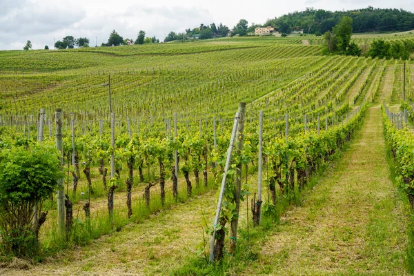 Adegas Oltrepo Pavese Lombardia Itália Paisagem Rural Primavera Perto Borgo — Fotografia de Stock