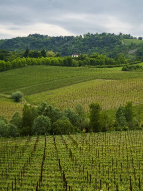Oltrepo Pavese, Lombardy, İtalya 'daki üzüm bağları. Borgo Priolo yakınlarındaki ilkbaharda kırsal alan