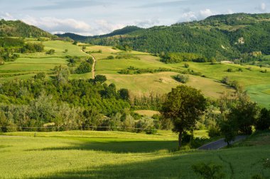 Oltrepo Pavese, Lombardy, İtalya 'daki üzüm bağları. Borgo Priolo yakınlarındaki ilkbaharda kırsal alan