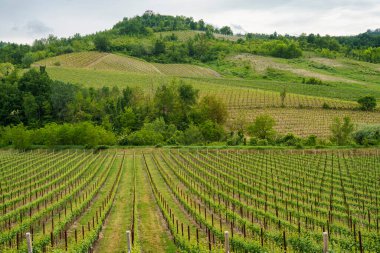 Oltrepo Pavese, Lombardy, İtalya 'daki üzüm bağları. Borgo Priolo yakınlarındaki ilkbaharda kırsal alan