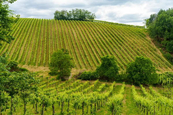 Vinodlingar Oltrepo Pavese Lombardiet Italien Landsbygdslandskap Våren Nära Casteggio — Stockfoto