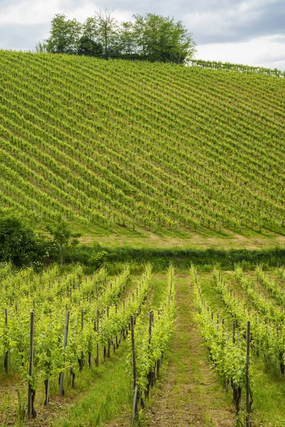 Viñedos Oltrepo Pavese Lombardía Italia Paisaje Rural Primavera Cerca Casteggio — Foto de Stock