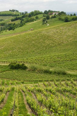 Oltrepo Pavese, Lombardy, İtalya 'daki üzüm bağları. Casteggio yakınlarındaki ilkbaharda kırsal alan