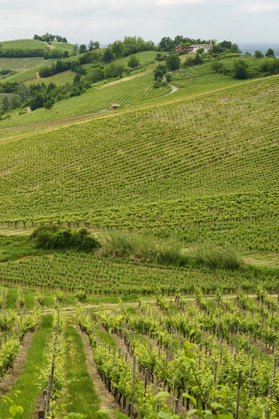 Vigneti Oltrepo Pavese Lombardia Italia Paesaggio Rurale Primavera Vicino Casteggio — Foto Stock