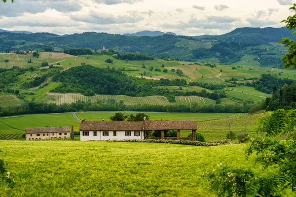 Vigneti Oltrepo Pavese Lombardia Italia Paesaggio Rurale Primavera Vicino Montalto — Foto Stock