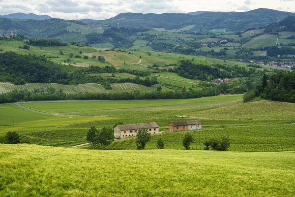 Weinberge Oltrepo Pavese Lombardei Italien Ländliche Landschaft Frühling Bei Montalto — Stockfoto