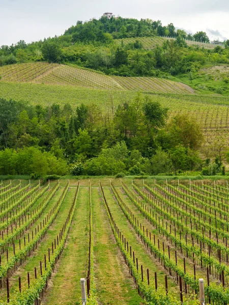 Viñedos Oltrepo Pavese Lombardía Italia Paisaje Rural Primavera Cerca Borgo —  Fotos de Stock