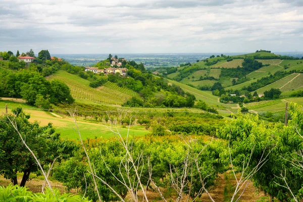 Adegas Oltrepo Pavese Lombardia Itália Paisagem Rural Primavera Perto Casteggio — Fotografia de Stock