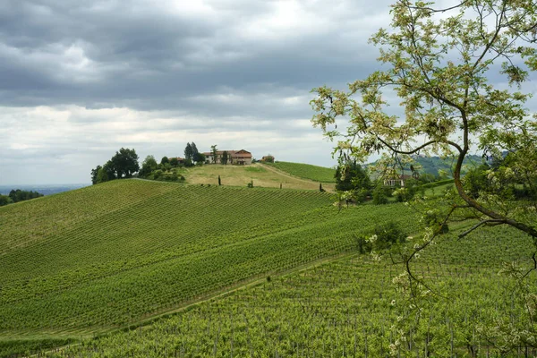 Vinice Oltrepo Pavese Lombardie Itálie Venkovská Krajina Jaře Casteggia — Stock fotografie