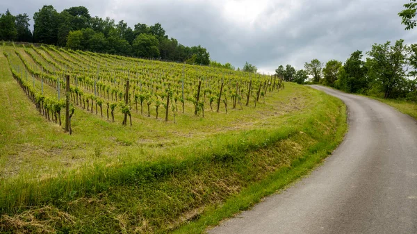 Winnice Oltrepo Pavese Lombardia Włochy Krajobraz Wiejski Wiosną Pobliżu Montalto — Zdjęcie stockowe