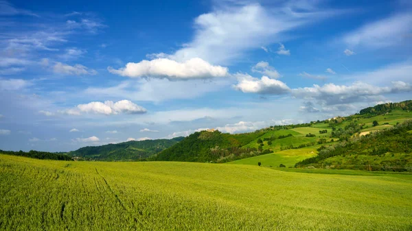Виноградники Олтрепо Павезе Ломбардия Италия Сельский Пейзаж Весной Возле Борго — стоковое фото